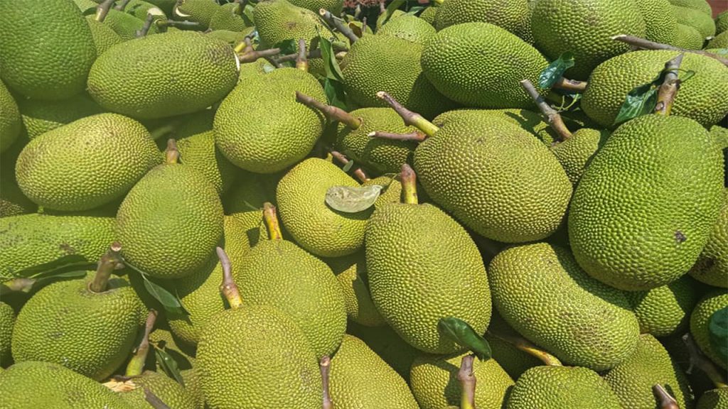 fresh jackfruit